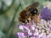 Eucera nigrifacies